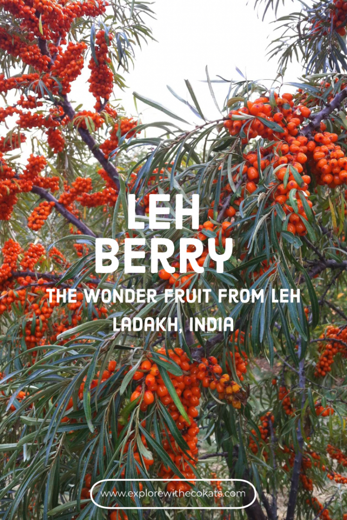 Leh berry from #lehladakh region of #India #wonderfruit #healthyfruit