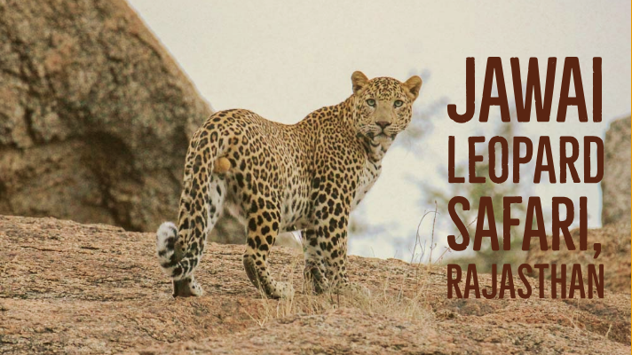 jawai leopard safari distance from udaipur
