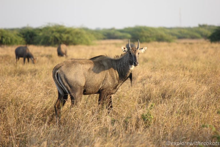 Indian Wild Ass Sanctuary In Little Rann Of Kutch - A Guide - Explore ...