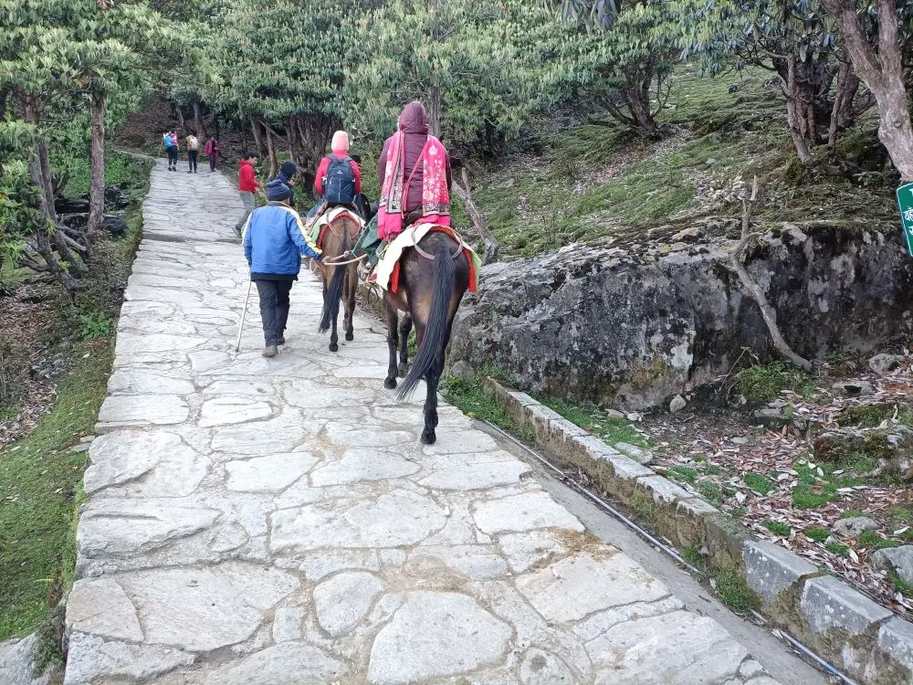 Mules at Chopta - Chandrashila trek