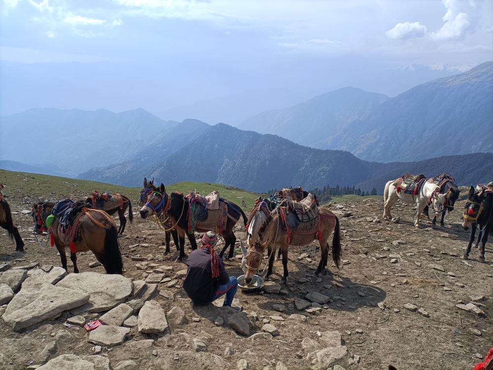 Mules resting near the Tungnath temple