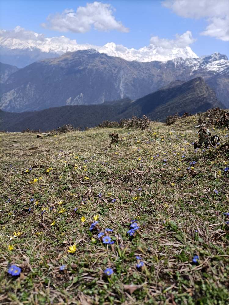 Wild flowers in bloom