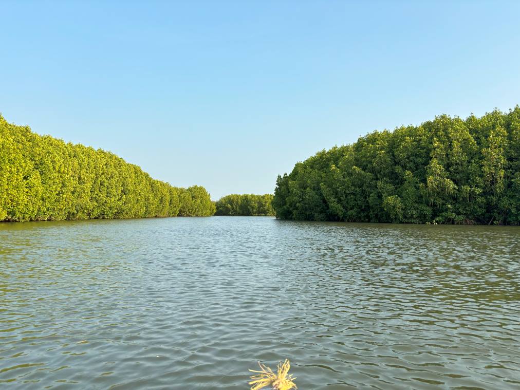 Kayaking at mangroves in Aghanashini estaury