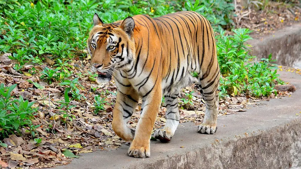 Tiger in Trivandrum zoo